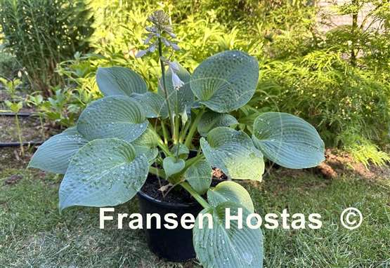 Hosta Step Brother